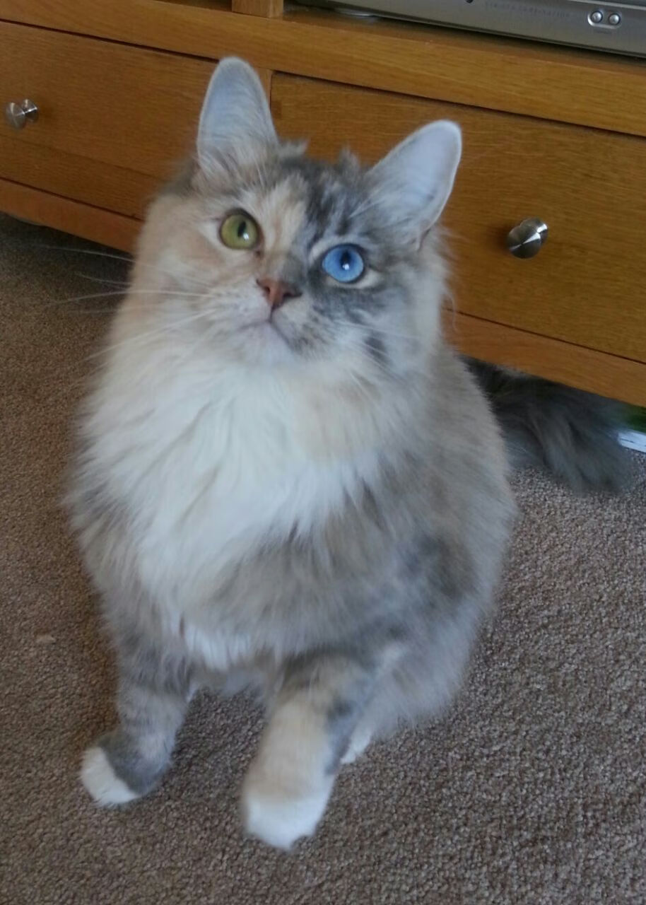 迈阿密末节风暴,当坚韧撕裂天赋