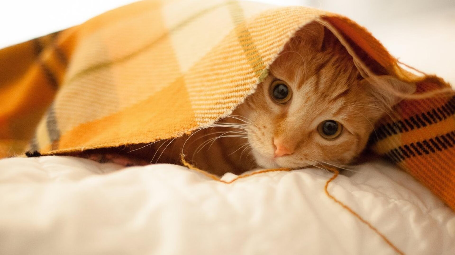 错位的传奇,当老鹰巅峰对决火箭遇上字母哥教科书