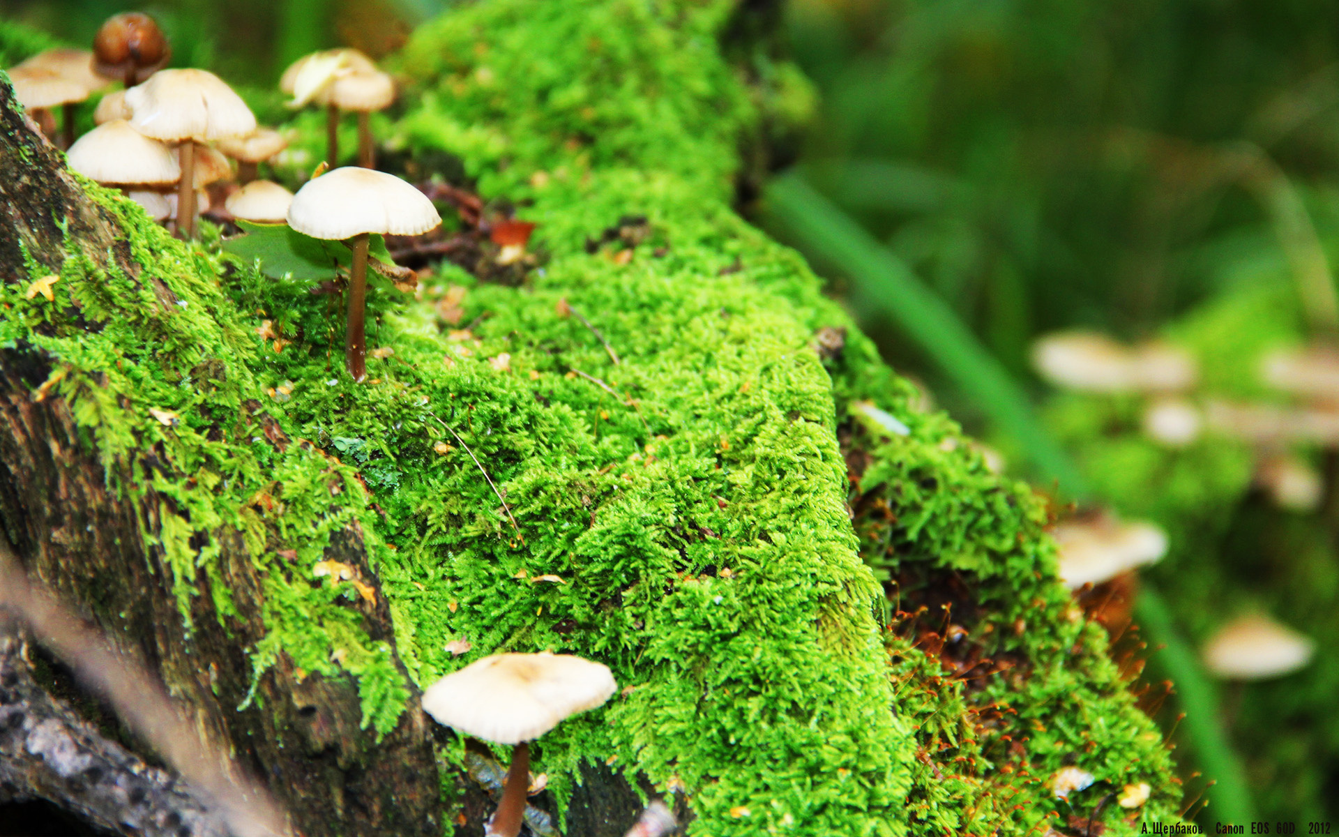 双重焦点,东决战局与巴萨哲学—竞技世界中的唯一性证明