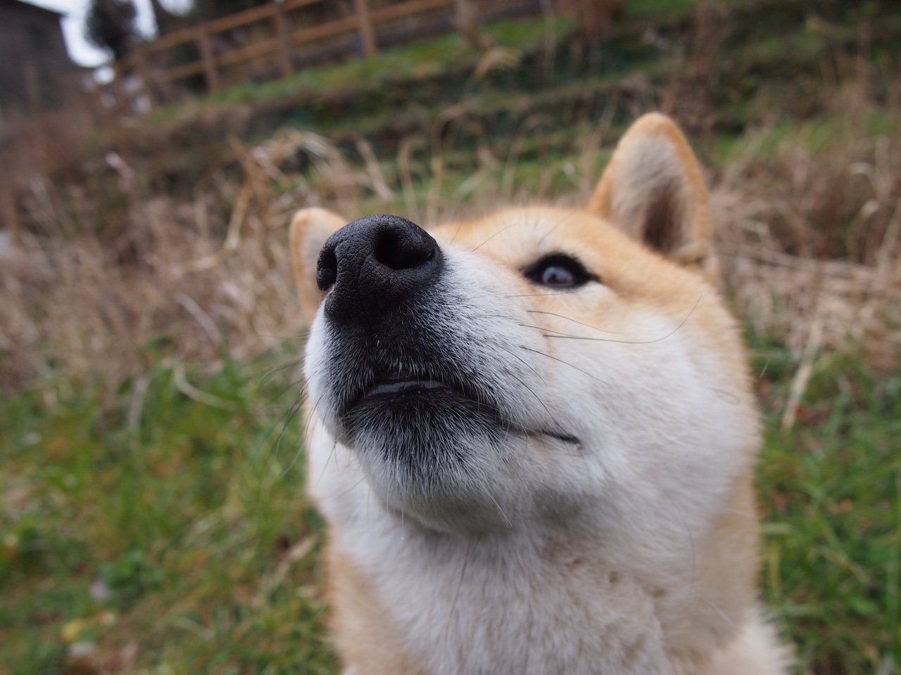 裂痕之上,最后一舞,绝境中的弗拉霍维奇,在争冠战夜里轰然爆发