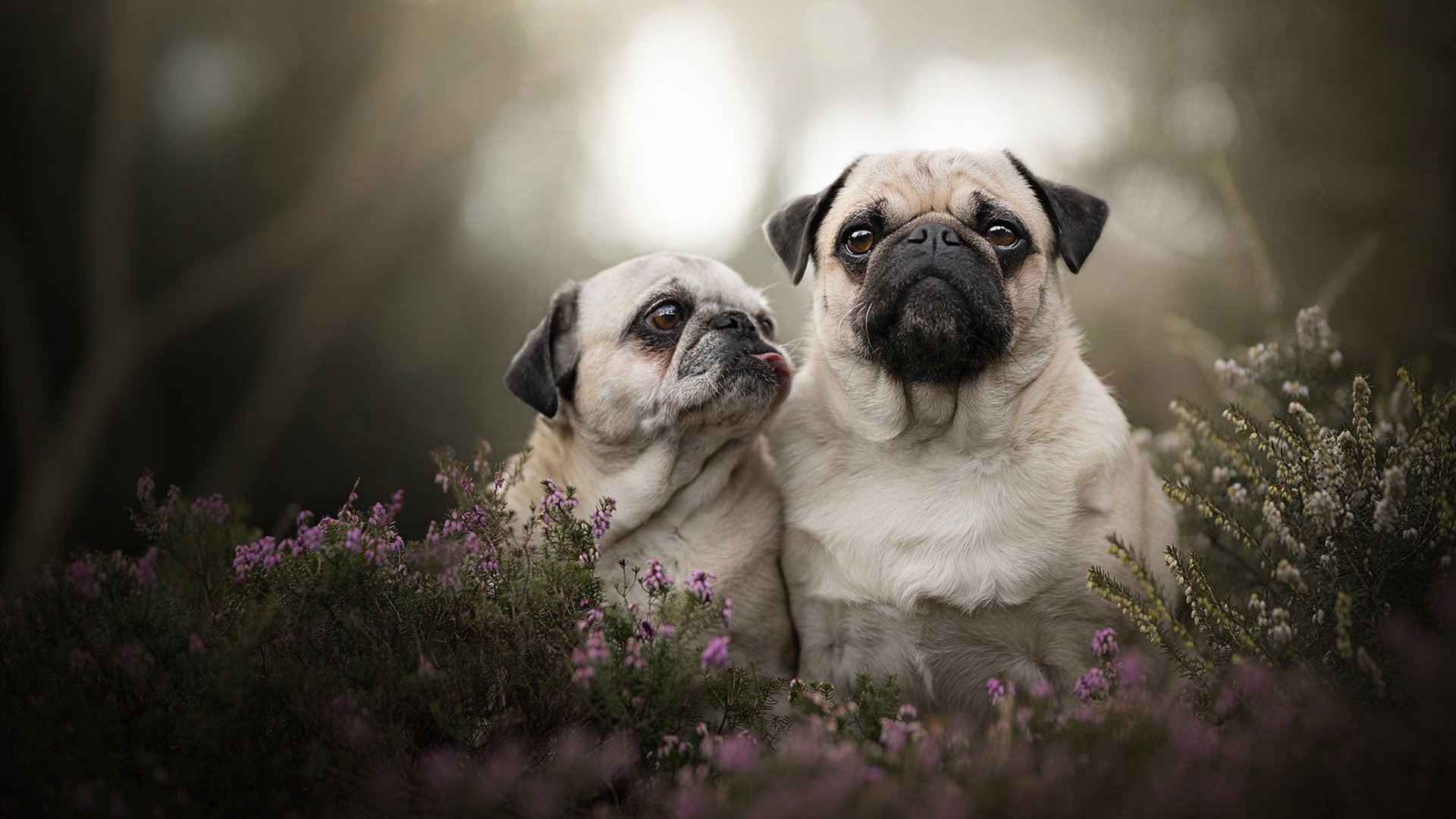 赛道与球场的双重奏,当F1摩纳哥的轮胎交响乐,遇见多特蒙德提前终结的北欧悬念
