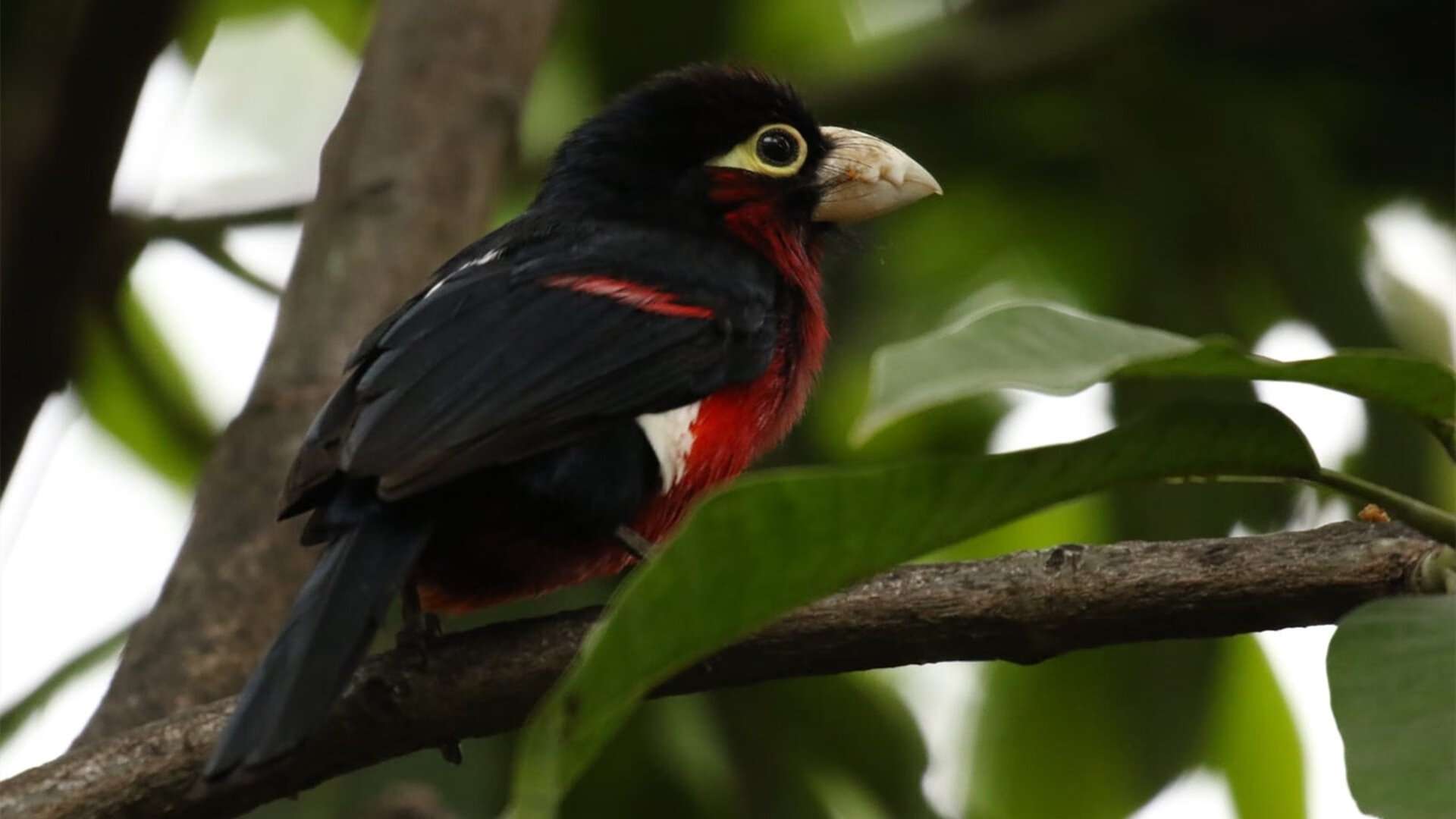 节奏的艺术，从多特蒙德的压迫交响到福登的独奏时刻