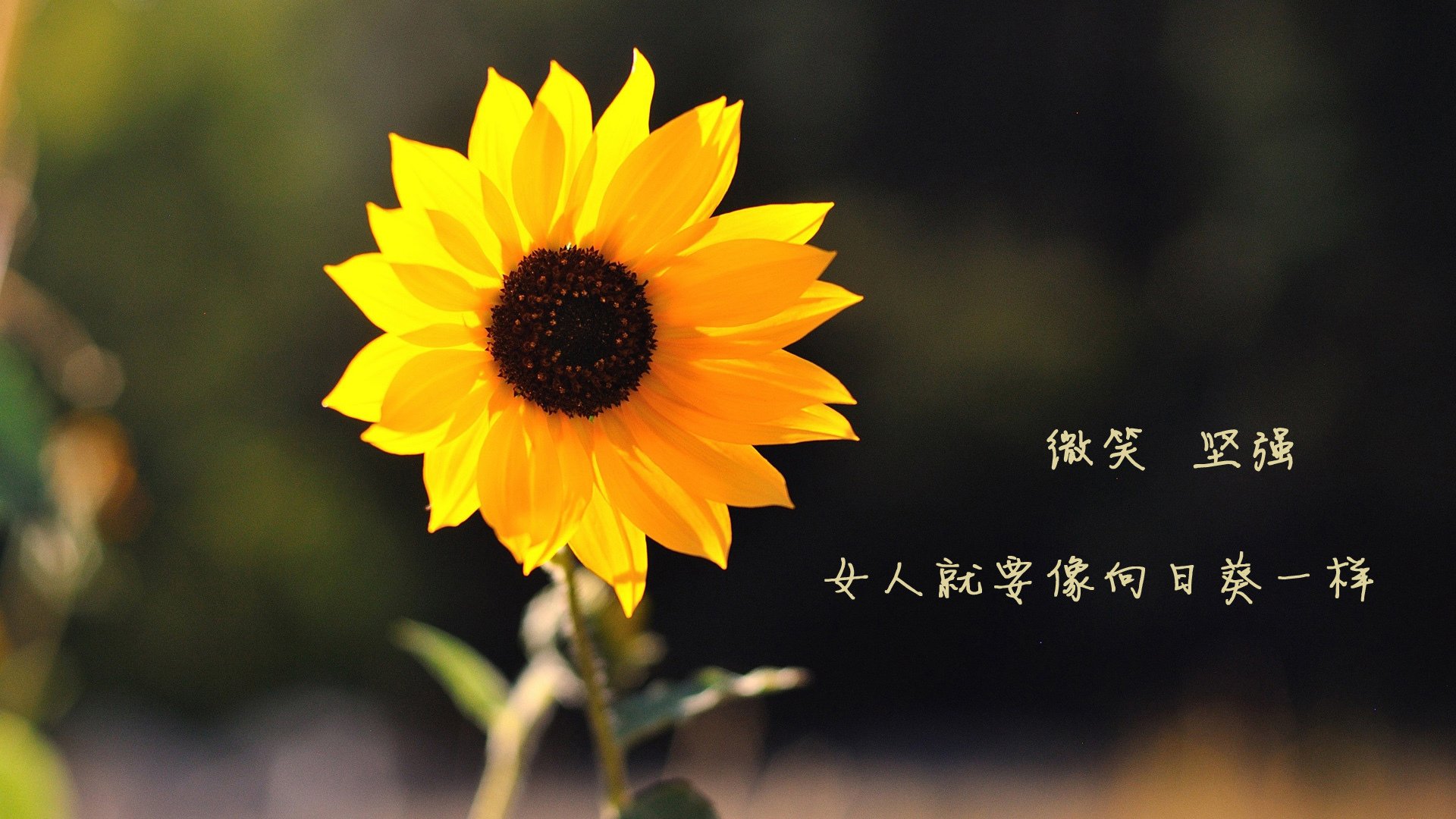 利拉德单骑救主！北京队绝境逆袭，深圳轰然倒下