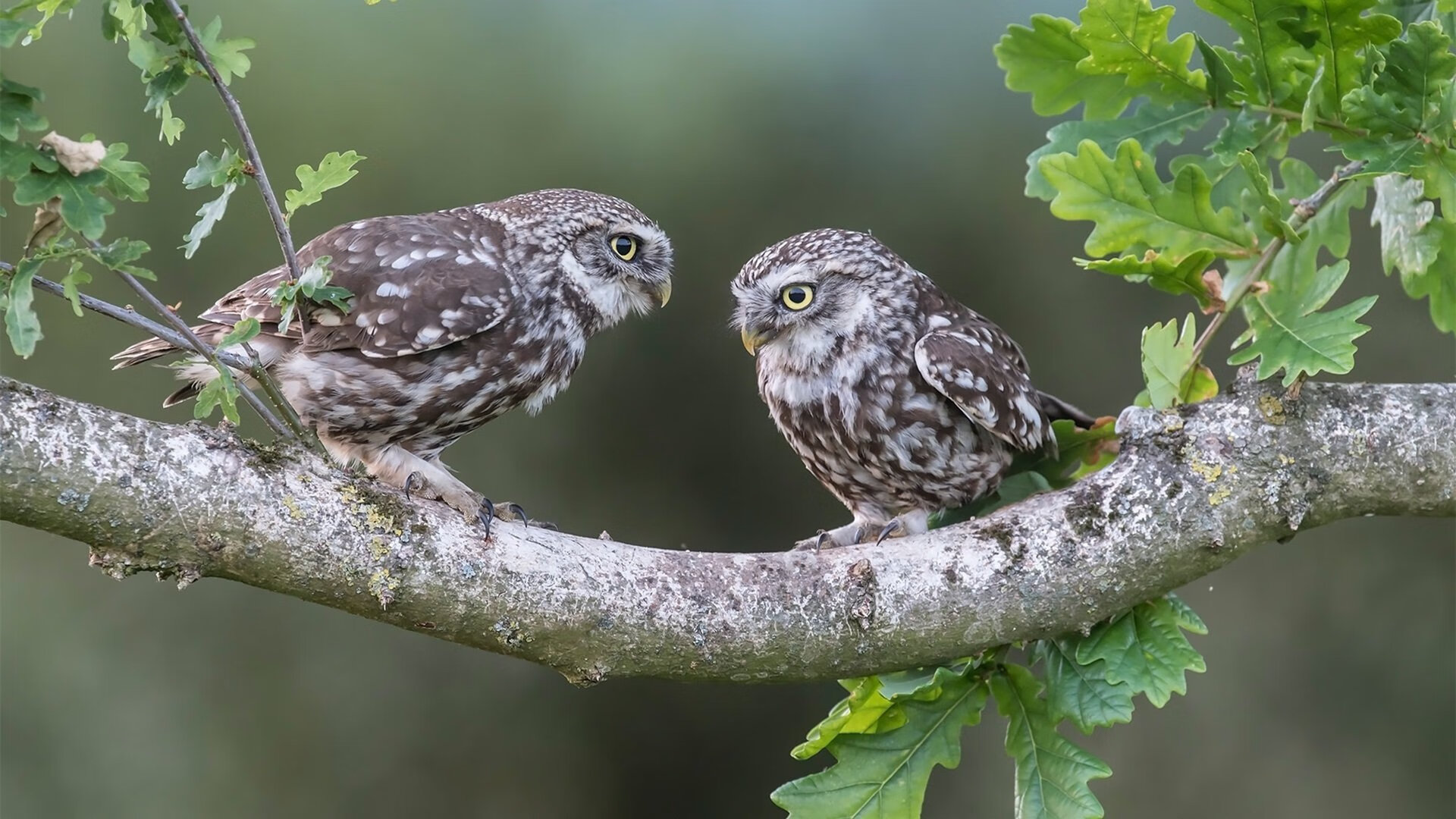 冰火交织的足球史诗，莫德里奇里程碑之夜，新西兰与冰岛见证唯一