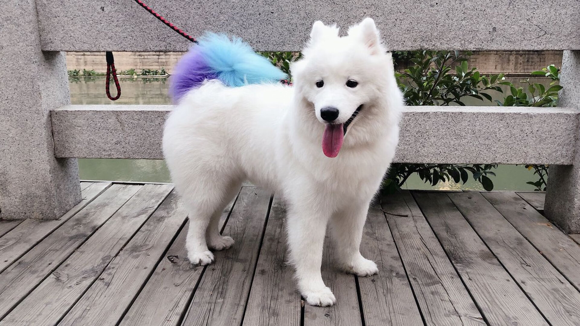 杜兰特末节独奏会，尼克斯四重奏中，他是指挥家与首席提琴