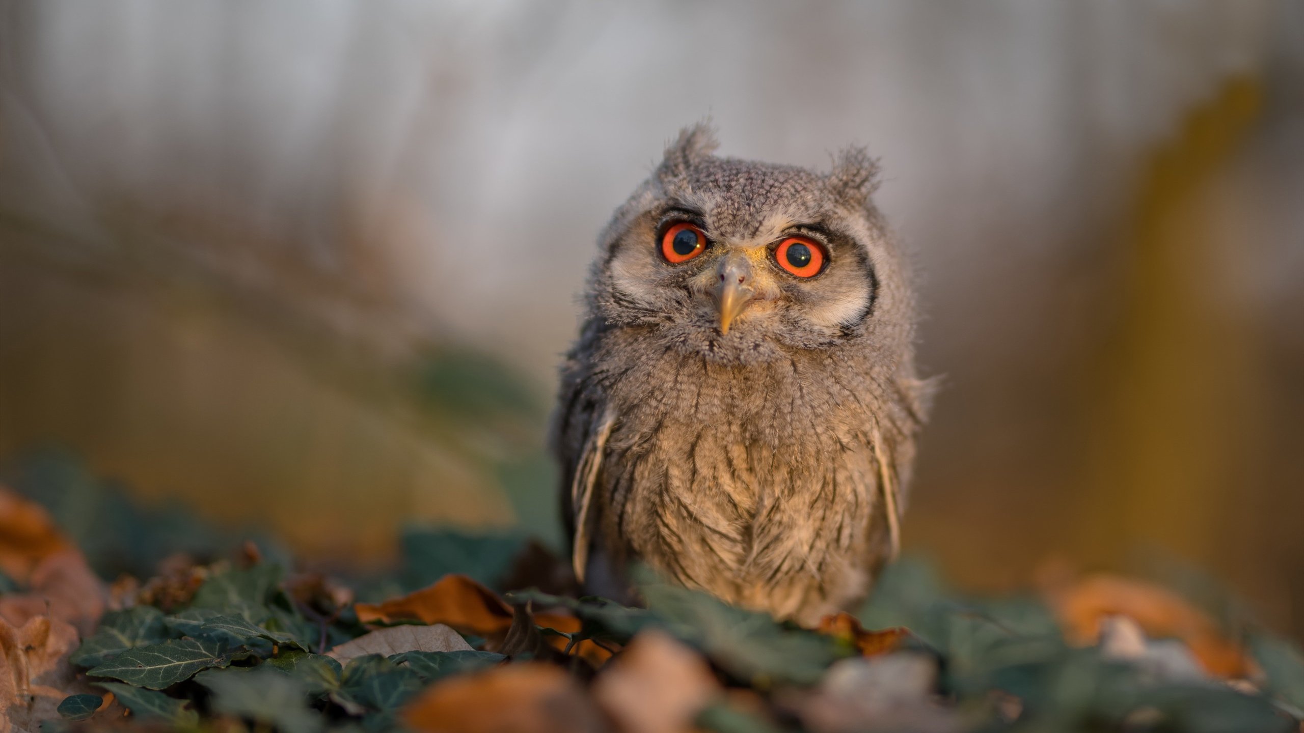 被遗忘的银河系，当公牛的节奏成为唯一律法，保罗在时间尽头亮出匕首