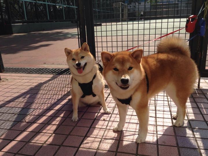 雷火电竞亚洲先驱-如果拉梅洛的爆发是导火索，那么森林狼就是提前剪断引信的猎人